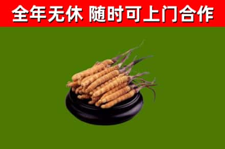 南平回收散虫草